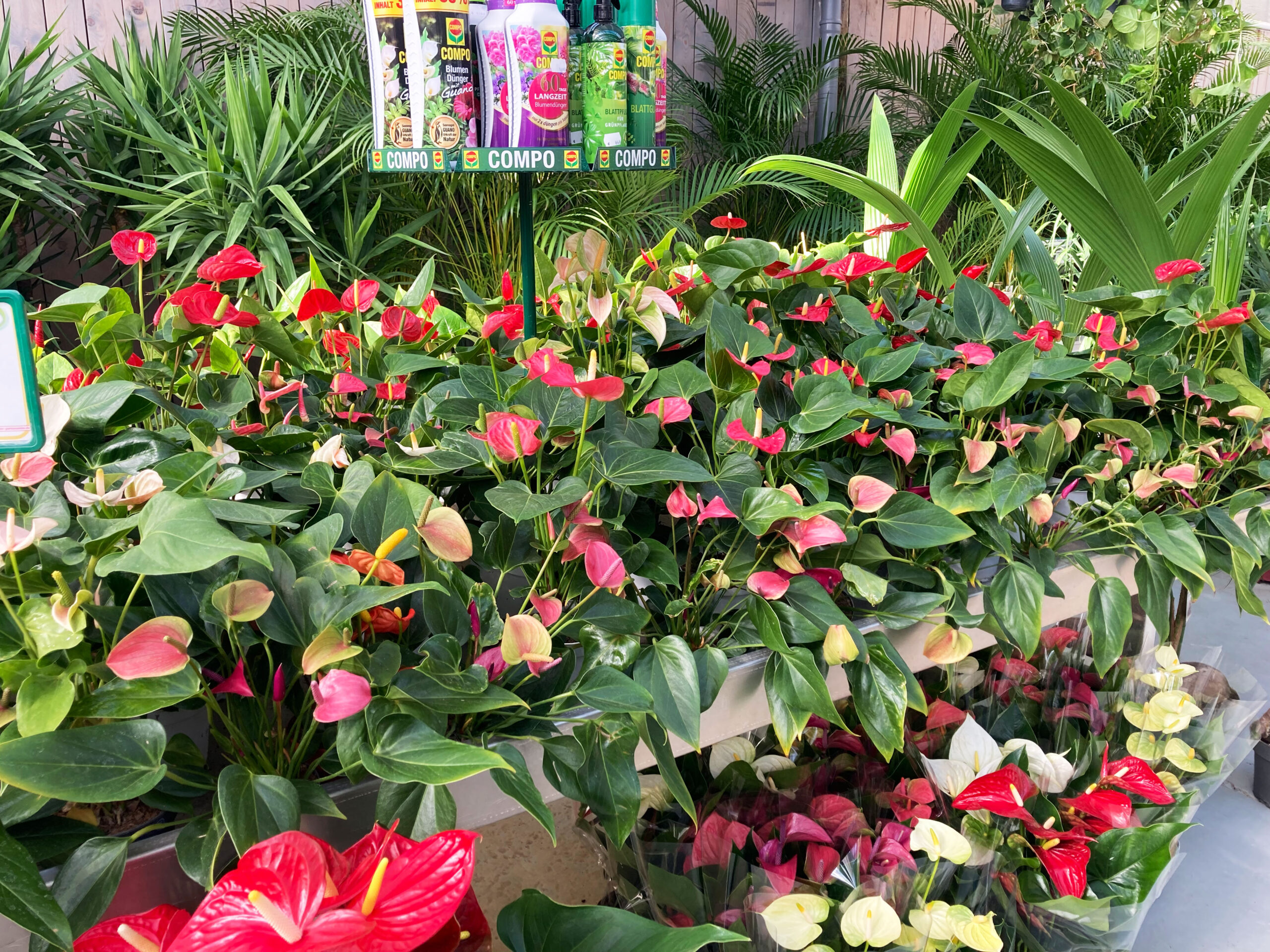 Zimmerpflanzen  Erstes Aachener Gartencenter