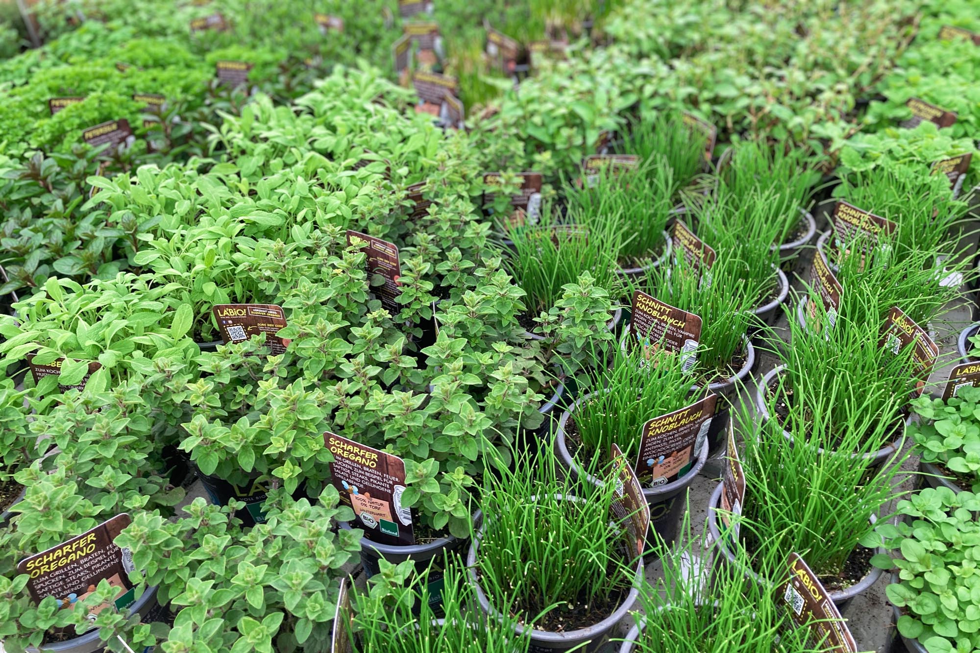 Pflanzen & Co. · Erstes Aachener Gartencenter