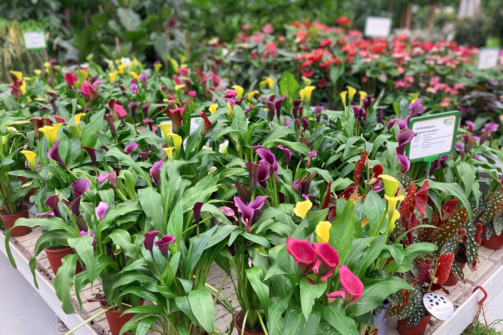 Beet, Balkon & Gartenpflanzen · Erstes Aachener Gartencenter