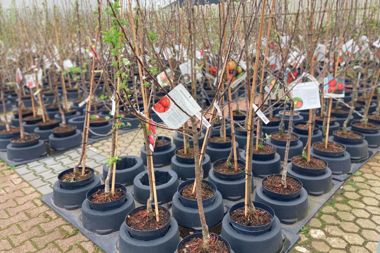 Gehölze · Erstes Aachener Gartencenter